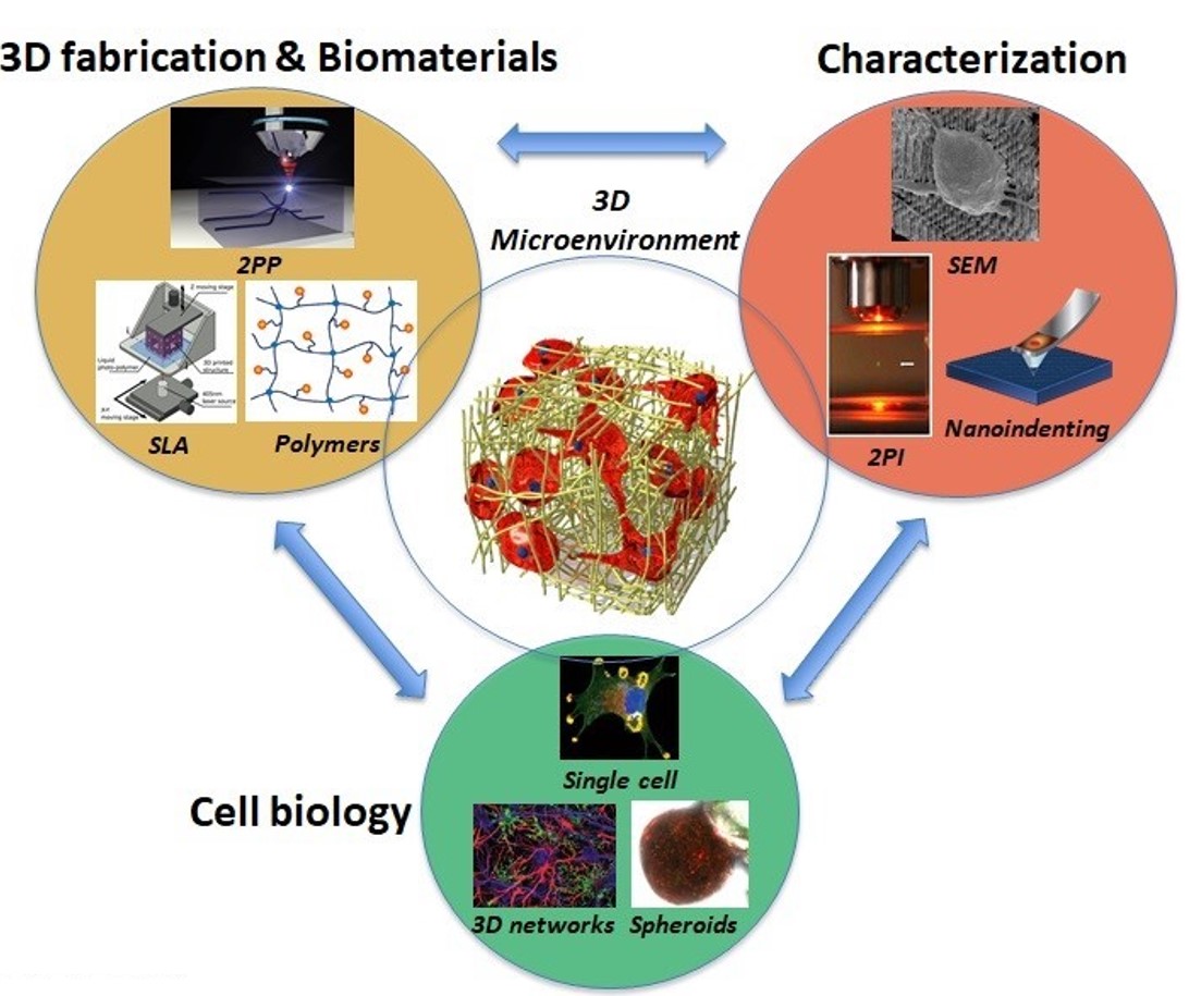 Image illustrating 3D/4D Engineered Cell Microenvironments